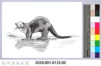 泰雅文物畫冊1-190水獺藏品圖，第2張