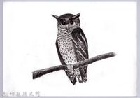 黑帶巴彥圖稿-1黃嘴角鴞藏品圖，第1張