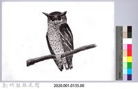 黑帶巴彥圖稿-1黃嘴角鴞藏品圖，第2張