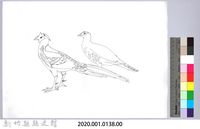 黑帶巴彥圖稿-9藍腹鷴草稿藏品圖，第2張