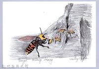 泰雅文物畫冊1-105帝王蜂捕食蜜蜂藏品圖，第1張