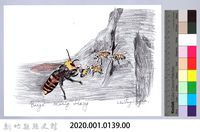 泰雅文物畫冊1-105帝王蜂捕食蜜蜂藏品圖，第2張