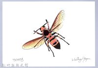 泰雅文物畫冊1-106黑尾虎頭蜂-1藏品圖，第1張