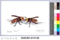 泰雅文物畫冊1-帝王蜂藏品圖，第2張