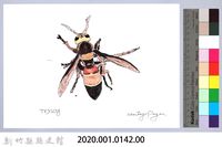 泰雅文物畫冊1-黑尾虎頭蜂-2藏品圖，第2張