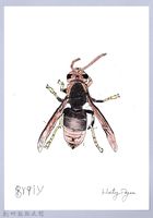 泰雅文物畫冊1-110黃腳虎頭蜂-2藏品圖，第1張