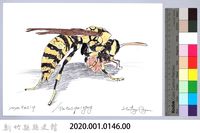 泰雅文物畫冊1-112黃長腳蜂藏品圖，第2張