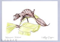 泰雅文物畫冊1-150幽靈竹節蟲藏品圖，第1張