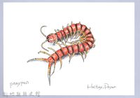 泰雅文物畫冊1-154蜈蚣藏品圖，第1張