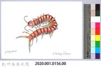 泰雅文物畫冊1-154蜈蚣藏品圖，第2張