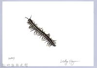 泰雅文物畫冊1-156粗直形馬陸藏品圖，第1張