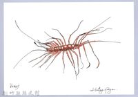 泰雅文物畫冊1-157蚰蜒藏品圖，第1張