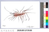 泰雅文物畫冊1-157蚰蜒藏品圖，第2張