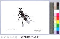 泰雅文物畫冊1-161黑山蟻藏品圖，第2張