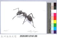 泰雅文物畫冊1-162勤勉舉尾家蟻藏品圖，第2張