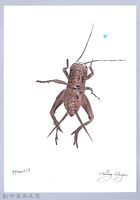 泰雅文物畫冊1-164台灣大蟋蟀-1藏品圖，第1張