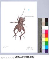 泰雅文物畫冊1-164台灣大蟋蟀-1藏品圖，第2張