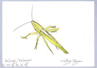 泰雅文物畫冊1-166大剪蟴-1藏品圖，第1張