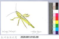 泰雅文物畫冊1-166大剪蟴-1藏品圖，第2張