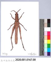 泰雅文物畫冊1-168大剪蟴-3藏品圖，第2張
