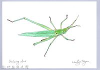 泰雅文物畫冊1-169長頭蝗藏品圖，第1張