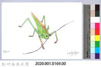 泰雅文物畫冊1-170臺灣棘腳蟴藏品圖，第2張