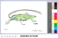 泰雅文物畫冊1-171臺灣騷蟴藏品圖，第2張