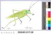 泰雅文物畫冊1-172切葉糙頸蟴藏品圖，第2張