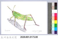 泰雅文物畫冊1-174台灣大蝗-2藏品圖，第2張