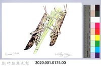 泰雅文物畫冊1-175斑蝗藏品圖，第2張