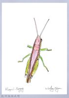 泰雅文物畫冊1-177台灣稻蝗藏品圖，第1張