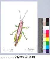 泰雅文物畫冊1-177台灣稻蝗藏品圖，第2張