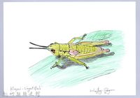 泰雅文物畫冊1-178小翅稻蝗藏品圖，第1張