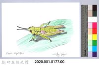 泰雅文物畫冊1-178小翅稻蝗藏品圖，第2張