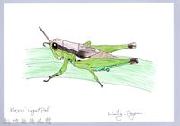 泰雅文物畫冊1-180小翅稻蝗藏品圖，第1張