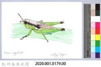 泰雅文物畫冊1-180小翅稻蝗藏品圖，第2張