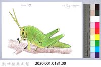 泰雅文物畫冊1-182台灣大蝗（若蟲階段）-2藏品圖，第2張
