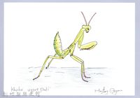 泰雅文物畫冊1-183寬腹螳螂（若蟲階段）藏品圖，第1張