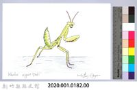 泰雅文物畫冊1-183寬腹螳螂（若蟲階段）藏品圖，第2張