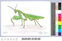 泰雅文物畫冊1-184寬腹螳螂藏品圖，第2張