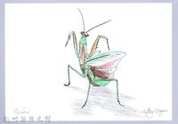 泰雅文物畫冊1-185薄翅大螳螂藏品圖，第1張