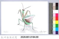 泰雅文物畫冊1-185薄翅大螳螂藏品圖，第2張