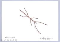 泰雅文物畫冊1-187雙色皮竹節蟲藏品圖，第1張