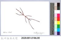 泰雅文物畫冊1-187雙色皮竹節蟲藏品圖，第2張