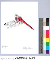 泰雅文物畫冊1-188黃基蜻蜓藏品圖，第2張