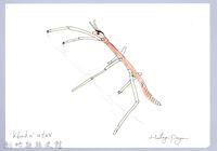 泰雅文物畫冊2-1臺灣長肛竹節蟲藏品圖，第1張