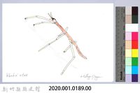 泰雅文物畫冊2-1臺灣長肛竹節蟲藏品圖，第2張