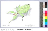 泰雅文物畫冊2-3綠大齒螳藏品圖，第2張