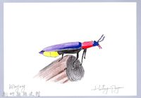 泰雅文物畫冊2-4紫翅麗菊虎藏品圖，第1張