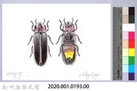 泰雅文物畫冊2-5螢火蟲-1藏品圖，第2張